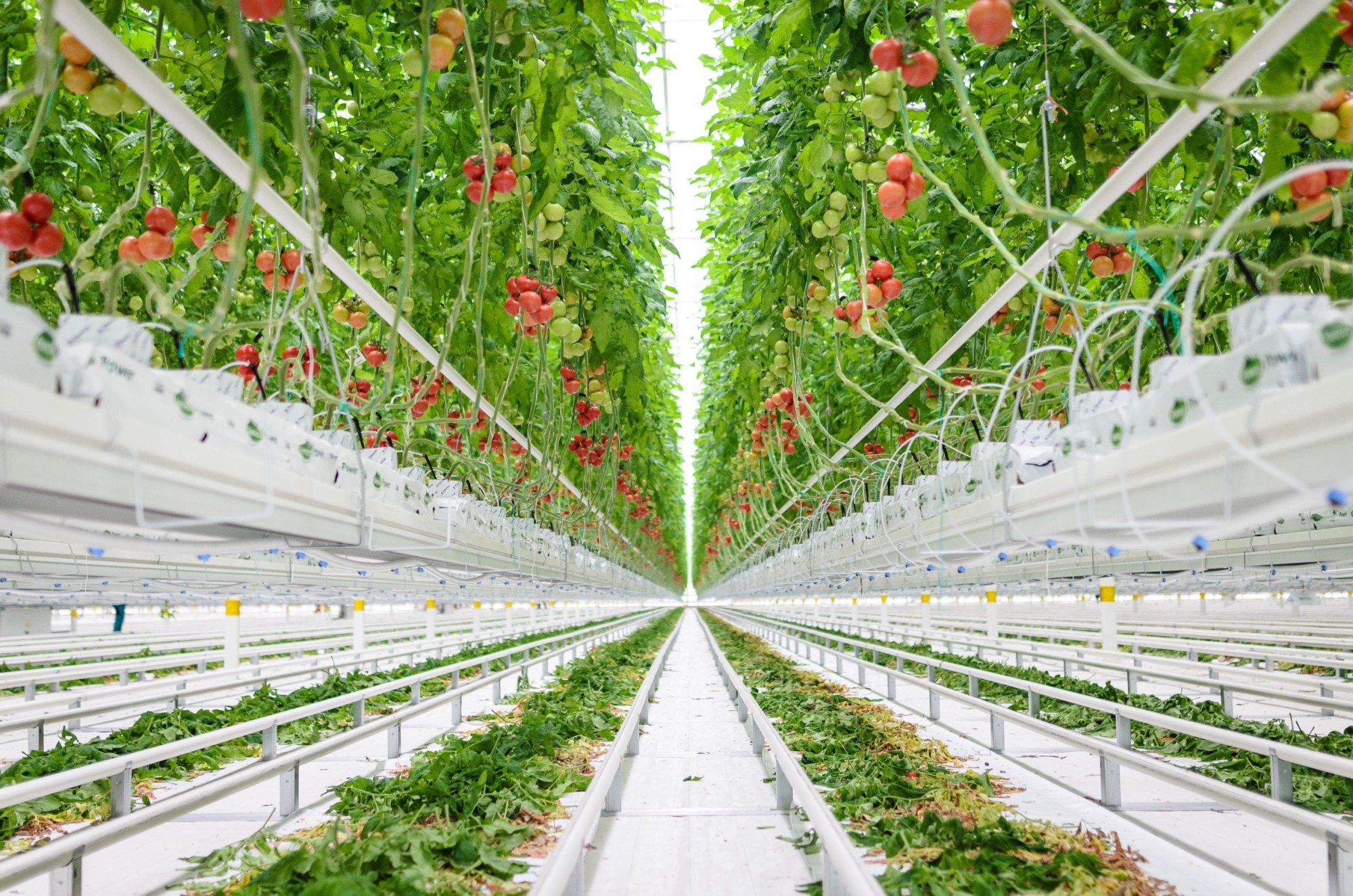 Production greenhouses