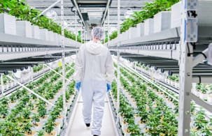 Indoor, multiple layers, drip irrigation, veg and flower in the same room, LED
